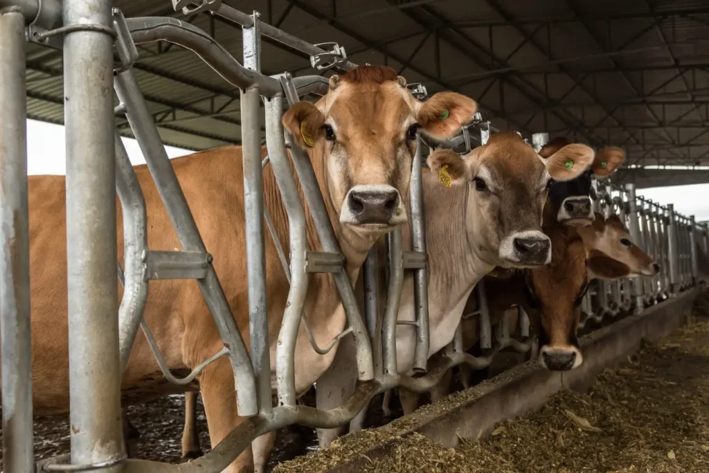 Grupo Da Silveira Agro